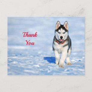 Carte Postale Merci photo Husky Puppy