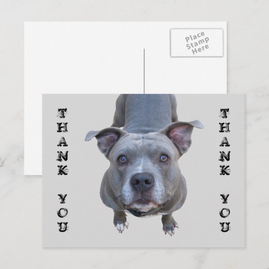 Carte postale Merci Pitbull (Devant / Derrière)