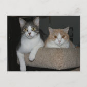 Carte Postale Merci pour le mentorat (Devant)