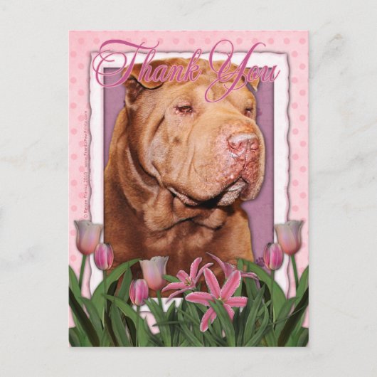 Carte Postale Merci - Shar Pei - Lucky (Devant)