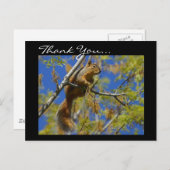 Carte postale Merci Squirrel (Devant / Derrière)