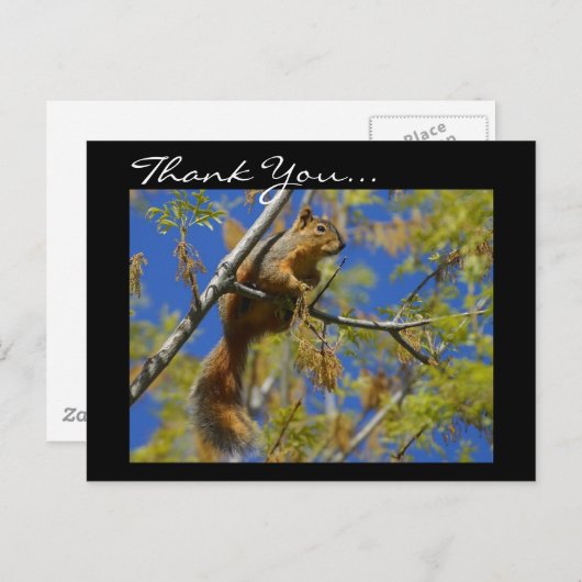 Carte postale Merci Squirrel (Devant / Derrière)