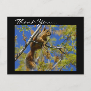 Carte postale Merci Squirrel