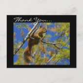 Carte postale Merci Squirrel (Devant)