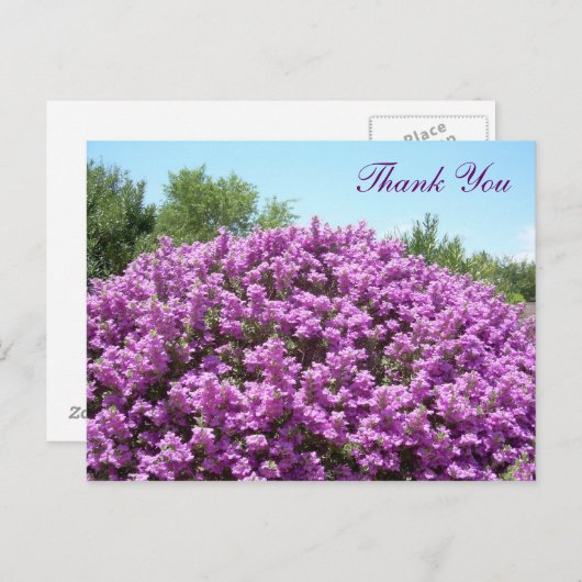 Carte postale Merci Texas Sage (Devant / Derrière)