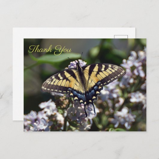 Carte postale Merci Tiger Swallowtail (Devant / Derrière)