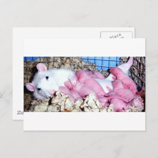 Carte Postale Mère (Devant / Derrière)