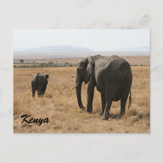 Carte Postale mère africaine d'éléphants (Devant)