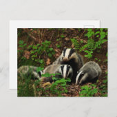 Carte Postale Mère avec le blaireau du bébé (Devant / Derrière)