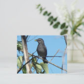 Carte Postale Mère Catbird collecte des baies à son alimentation (Debout devant)