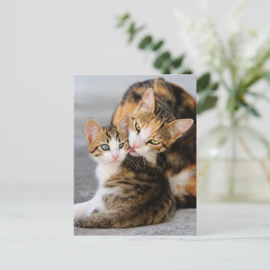 Carte Postale Mère chat adore chaton mignon (Debout devant)