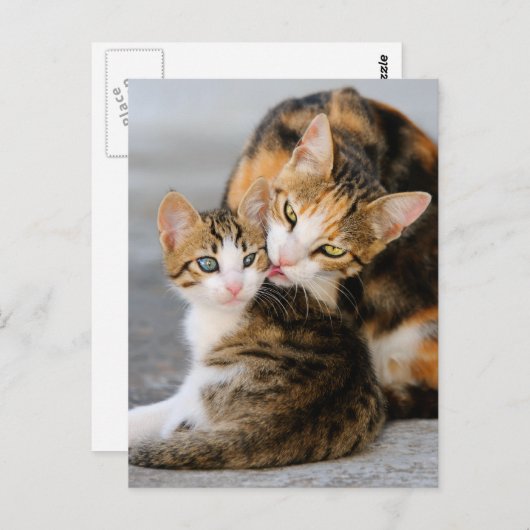 Carte Postale Mère chat adore chaton mignon (Devant / Derrière)