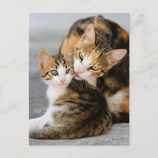 Carte Postale Mère chat adore chaton mignon
