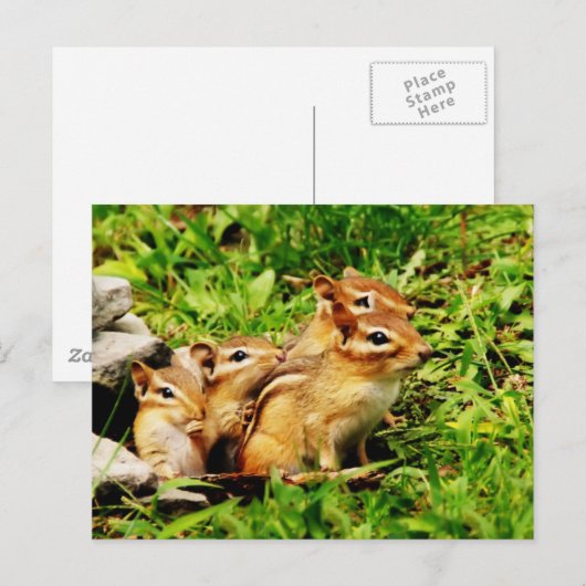 Carte Postale mère chipmunk et bébés (Devant / Derrière)