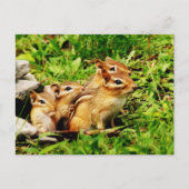 Carte Postale mère chipmunk et bébés (Devant)