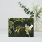 Carte Postale Mère colibri (Debout devant)