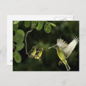 Carte Postale Mère colibri (Devant / Derrière)