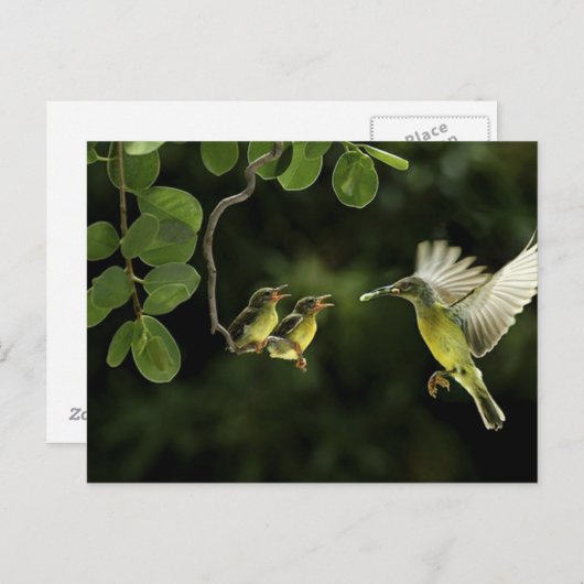 Carte Postale Mère Colibri (Devant / Derrière)