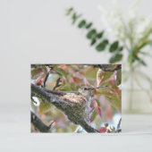 Carte Postale Mère Colibri au nid (Debout devant)