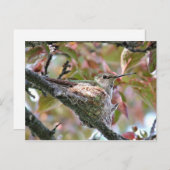 Carte Postale Mère Colibri au nid (Devant / Derrière)