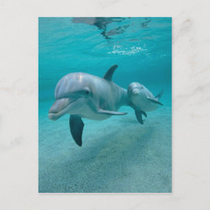 CARTE POSTALE MÈRE ET BÉBÉ CALF DOLPHIN