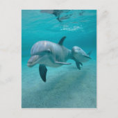 CARTE POSTALE MÈRE ET BÉBÉ CALF DOLPHIN (Devant)