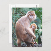 Carte Postale Mère et bébé de singe de Langur (Devant / Derrière)