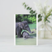 Carte Postale Mère et bébé éléphant dans la rivière (Debout devant)