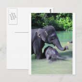 Carte Postale Mère et bébé éléphant dans la rivière (Devant / Derrière)