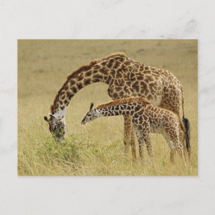Carte Postale Mère et bébé Masai Giraffe, Giraffa