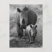Carte postale mère et bébé Rhino (Devant)