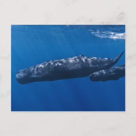 Carte Postale Mère et bébé Sperm Baleine Physeter macrocephalus (Devant)