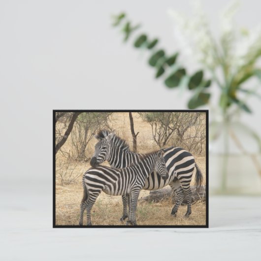Carte postale Mère et bébé Zebra (Debout devant)