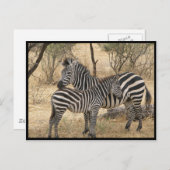 Carte postale Mère et bébé Zebra (Devant / Derrière)