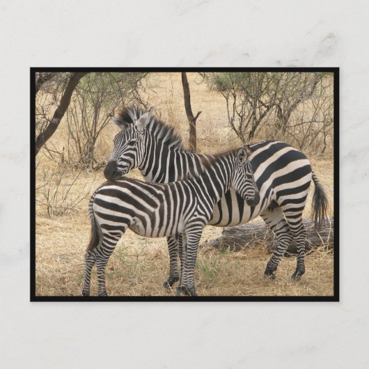 Carte postale Mère et bébé Zebra (Devant)