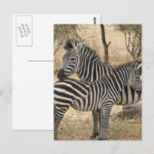 Carte postale Mère et bébé Zebra (Devant / Derrière)