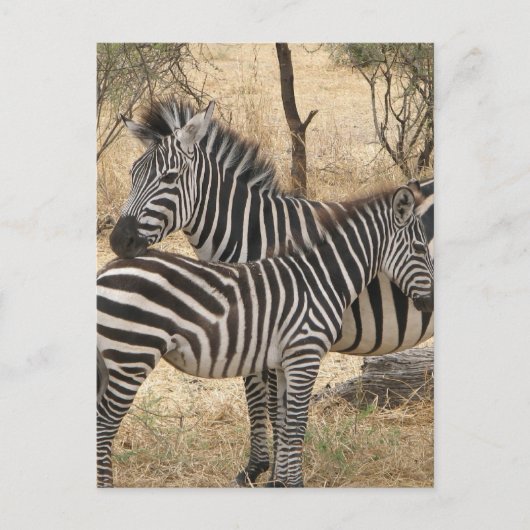 Carte postale Mère et bébé Zebra (Devant)