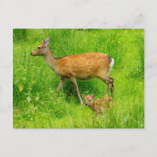 Carte Postale Mère et enfant - cerf en jachère avec jeunes
