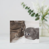 Carte Postale Mère et Fils Chat et Kitten (Debout devant)