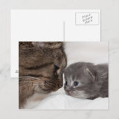 Carte Postale Mère et Fils Chat et Kitten (Devant / Derrière)