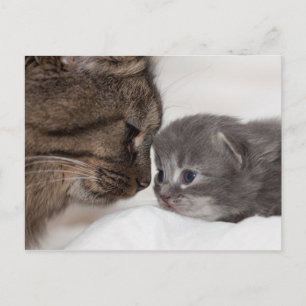 Carte Postale Mère et Fils Chat et Kitten