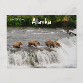 Carte Postale Mère et ours Cubs Pêche en Alaska (Devant)