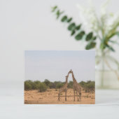 Carte Postale Mère et petite girafe (Debout devant)