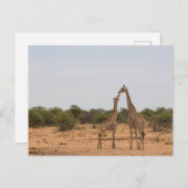 Carte Postale Mère et petite girafe (Devant / Derrière)