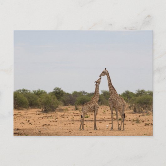 Carte Postale Mère et petite girafe (Devant)