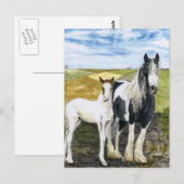 Carte postale mère et poulain (Devant / Derrière)