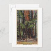 Carte Postale "Mère" & "Fille" à Big Trees Park (Devant / Derrière)