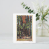 Carte Postale "Mère" & "Fille" à Big Trees Park (Debout devant)