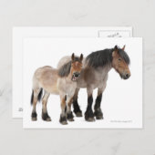 Carte Postale Mère & Foie Cheval Belge (Devant / Derrière)