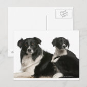 Carte Postale Mère frontière collie et chiot (Devant / Derrière)